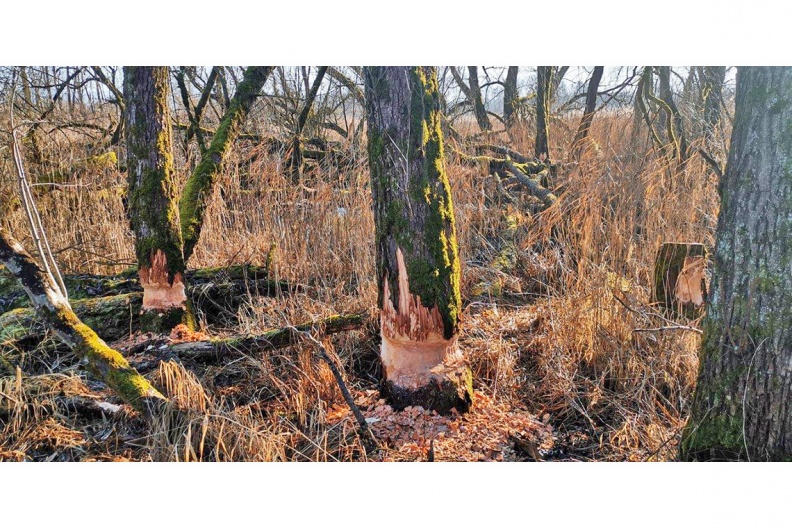 Biberverbiss
Mit einem Klick! zur Fotogeschichte mit weiteren Bildern
An der Prien-Mündung / 1. Januar 2020 / Foto: Hans Fritz
AktNatBeo-200101-fh-an_der_Prienmuendung-IMG_20200101_132912-1140pix.jpg