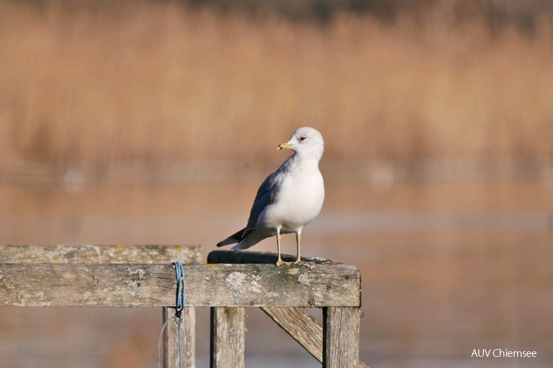 Sturmmöwe
Mit einem Klick! zur Fotogeschichte mit weiteren Bildern
Schafwaschener Bucht / 1. Februar 2020 / Foto: Johannes Almer
AktNatBeo-200201-ja-03_Sturmmoewe-1140pix.jpg