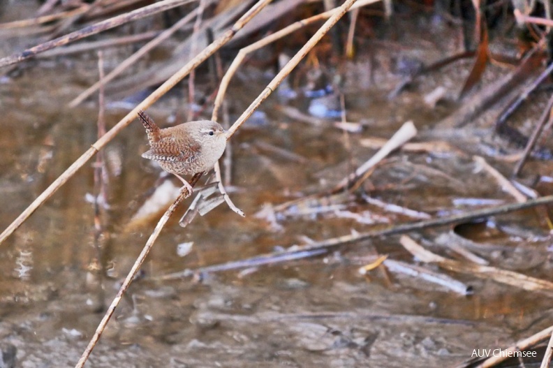 Zaunkönig
Mit einem Klick! zur Fotogeschichte mit weiteren Bildern
Schafwaschener Bucht / 1. Februar 2020 / Foto: Johannes Almer
AktNatBeo-200201-ja-04_Zaunkoenig-1140pix.jpg
