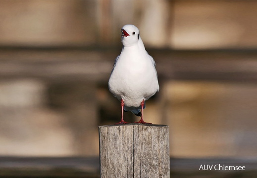 Lachmöwe