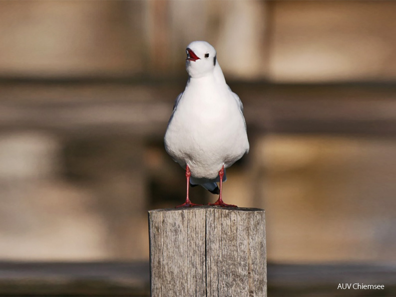 Lachmöwe