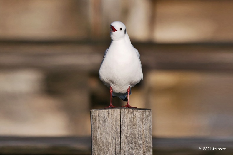Lachmöwe
Mit einem Klick! zur Fotogeschichte mit weiteren Bildern
Schafwaschener Bucht / 1. Februar 2020 / Foto: Johannes Almer
AktNatBeo-200201-ja-01_Lachmoewe-1140pix.jpg