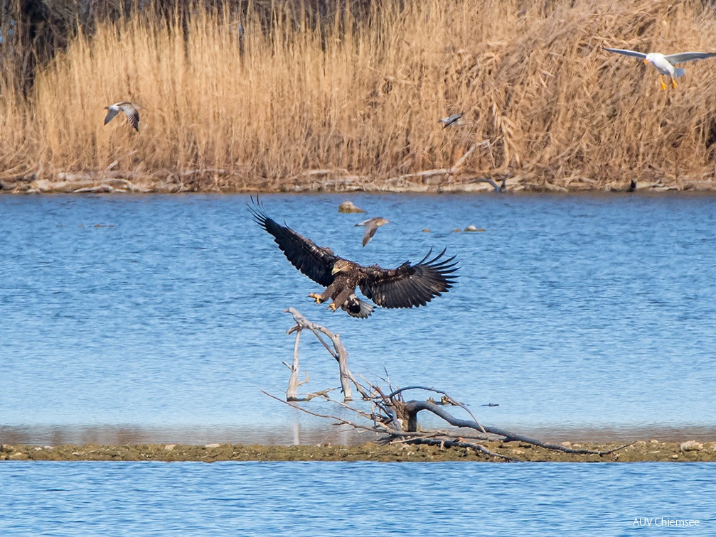 Seeadler