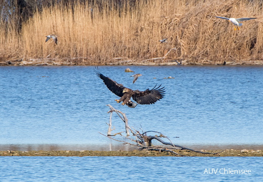 Seeadler