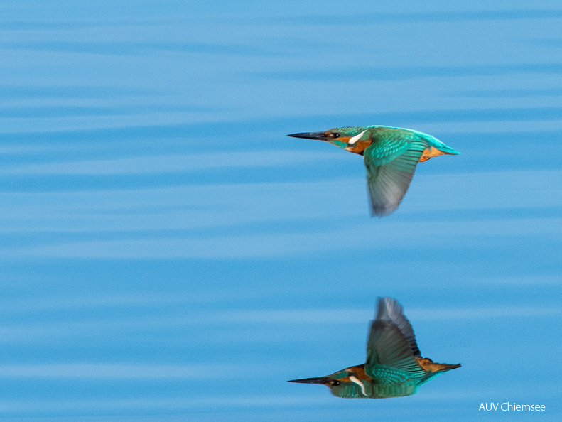 Eisvogel