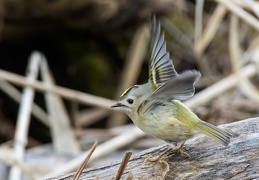 Wintergoldhähnchen