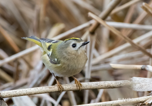 Wintergoldhähnchen