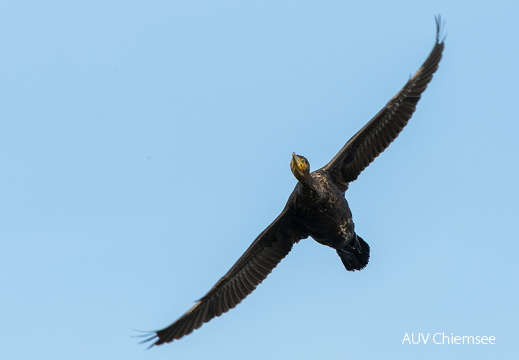 Kormoran