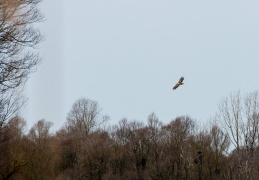 Seeadler