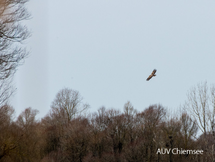 Seeadler