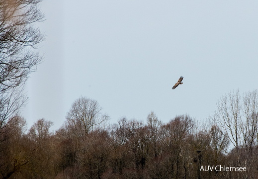 Seeadler