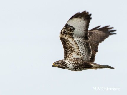 Mäusebussard