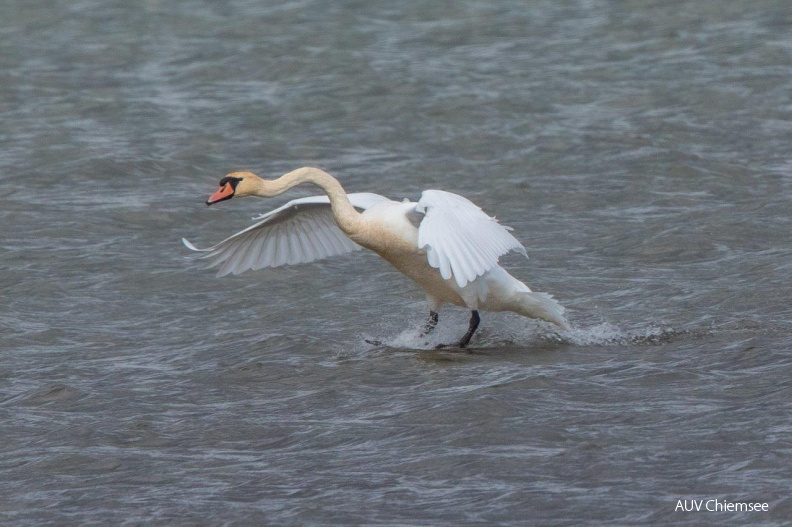 Höckerschwan
Mit einem Klick! zur Fotogeschichte mit weiteren Bildern
Beobachtungsturm Hirschauer Bucht / 1. März 2020 / Foto: Andreas Hartl
AktNatBeo-200301-ah-Hoeckerschwan-HB-4651.jpg