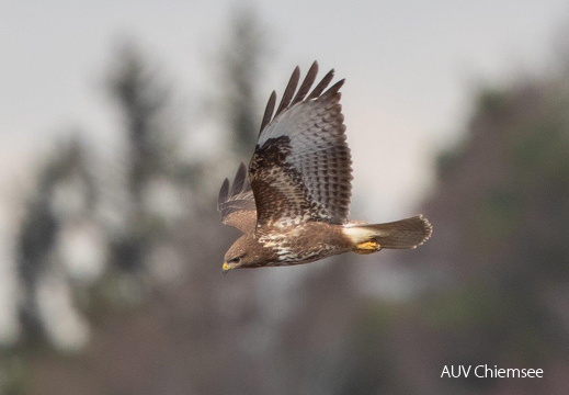 Mäusebussard