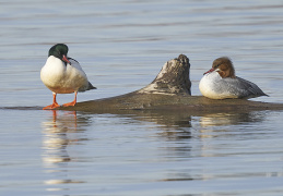 Gänsesäger