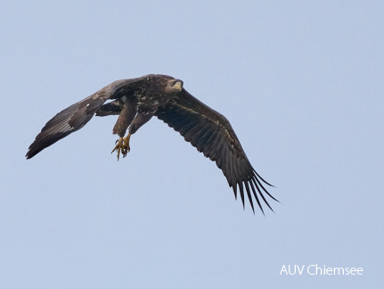 Seeadler