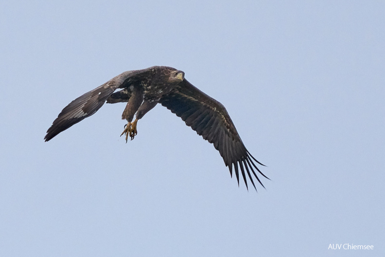 Seeadler
Mit einem Klick! zur Fotogeschichte mit weiteren Bildern
Beobachtungsturm Hirschauer Bucht / 1. März 2020 / Foto: Alexander Kraus
AktNatBeo-200301-ka-Seeadler_3.jpg