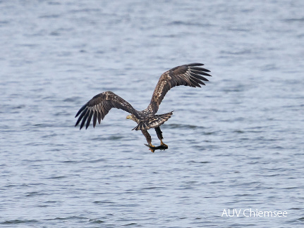 Seeadler mit Fisch