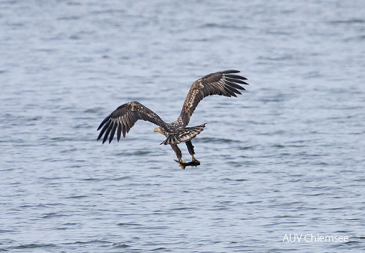 Seeadler mit Fisch