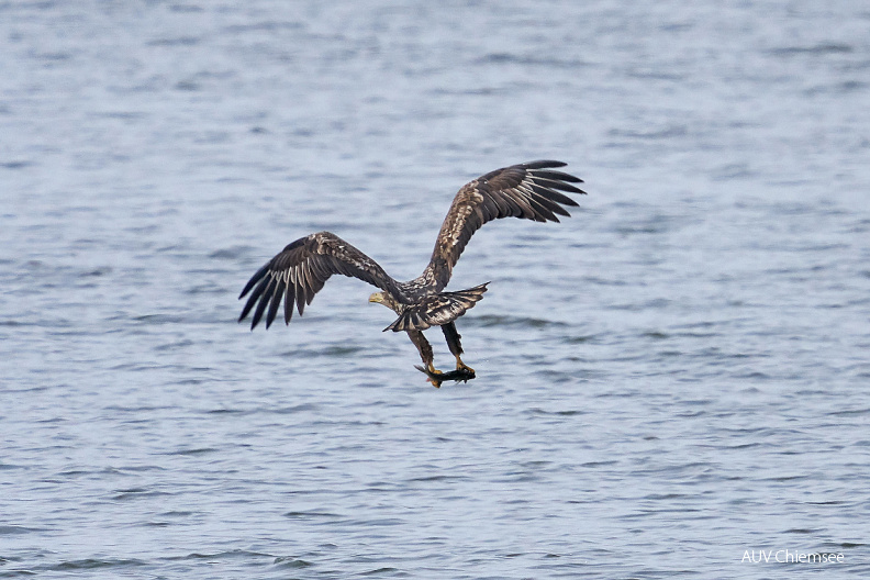 AktNatBeo-200301-ka-Seeadler_mit_Fisch.jpg