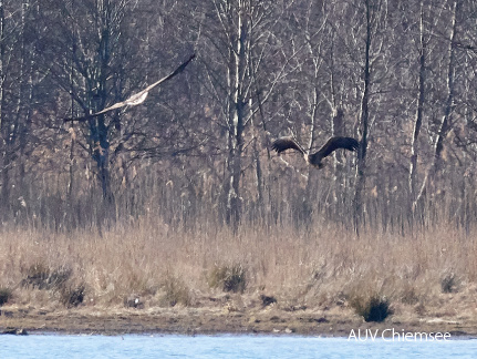 zwei Seeadler