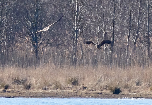 zwei Seeadler
