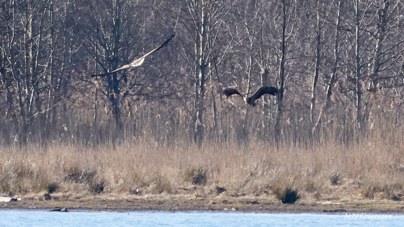 AktNatBeo-200301-ka-Zwei_Seeadler.jpg