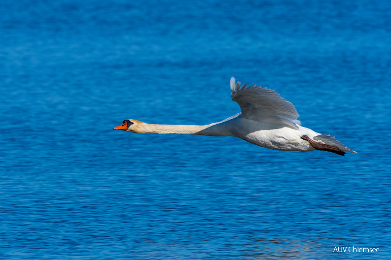 Höckerschwan
Mit einem Klick! zur Fotogeschichte mit weiteren Bildern
Turm Hirschauer Bucht / 8. März 2020 / Foto: Thomas Alberer
AktNatBeo-200308-ta-07_HB_Hoeckerschwan.jpg