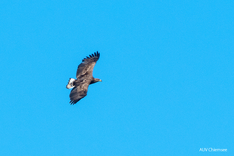 AktNatBeo-200308-ta-12_HB_Seeadler.jpg