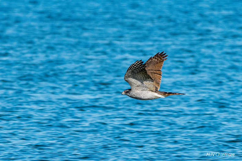 Habicht
Mit einem Klick! zur Fotogeschichte mit weiteren Bildern
Beobachtungsturm Hirschauer Bucht / 15. März 2020 / Foto: Thomas Alberer
AktNatBeo-200315-ta-12_HB_Habicht_15-03-20.jpg
