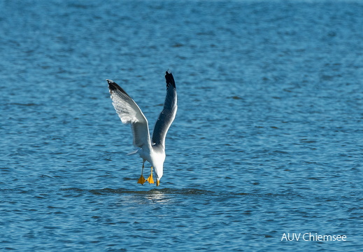 Mittelmeermöwe attackiert Schellente