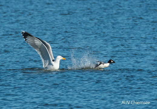 Mittelmeermöwe attackiert Schellente