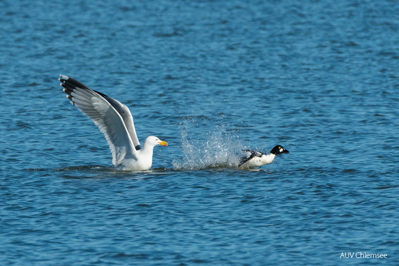 Mittelmeermöwe attackiert Schellente
Mit einem Klick! zur Fotogeschichte mit weiteren Bildern
Beobachtungsturm Hirschauer Bucht / 15. März 2020 / Foto: Thomas Alberer
AktNatBeo-200315-ta-10_HB_Mittelmeermoewe_attackiert_Schellente_15-03-20.jpg