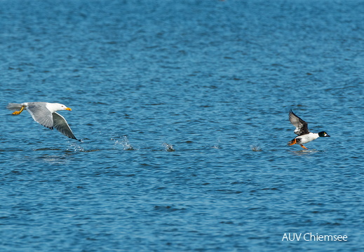 Mittelmeermöwe attackiert Schellente