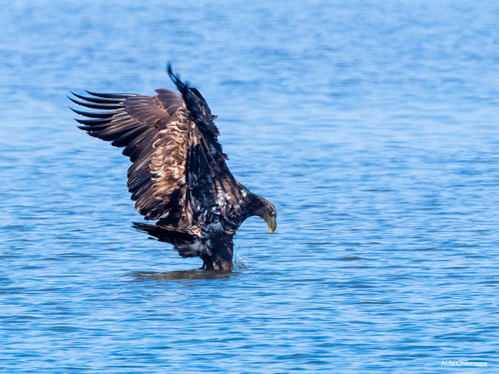 Seeadler