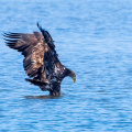 Seeadler