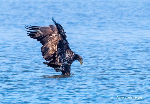 Seeadler