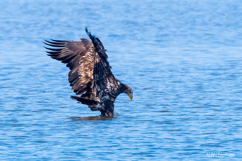 AktNatBeo-200320-ta-09_HB_Seeadler_20-03-20.jpg