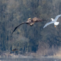 Seeadler von Möwe attackiert