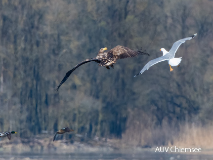 Seeadler von Möwe attackiert