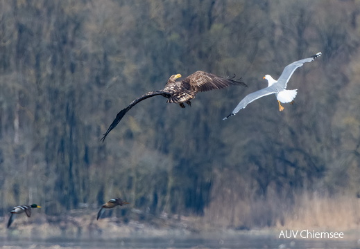 Seeadler von Möwe attackiert
