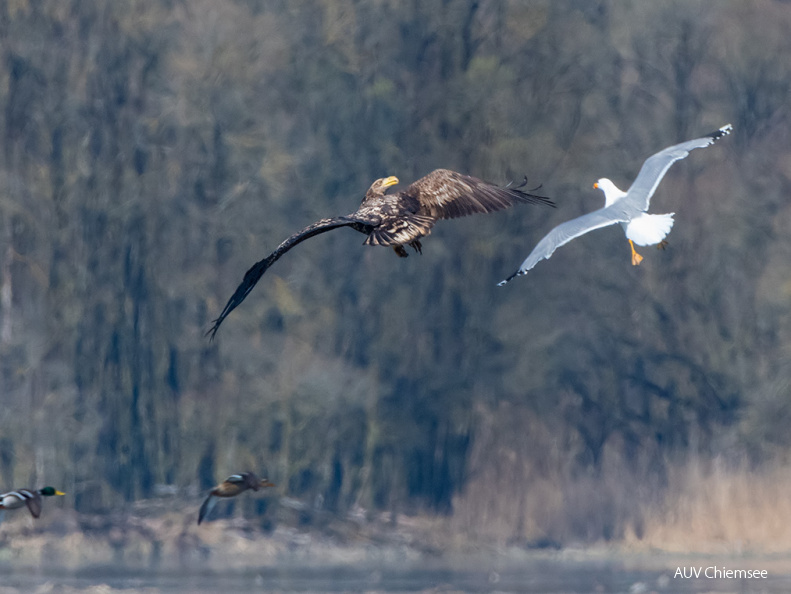 Seeadler von Möwe attackiert