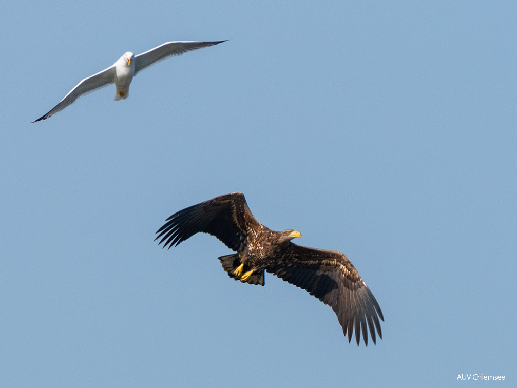 Seeadler von Möwe attackiert