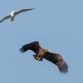 Seeadler von Möwe attackiert