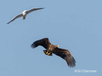 Seeadler von Möwe attackiert