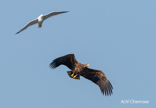 Seeadler von Möwe attackiert