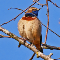 Blaukehlchen