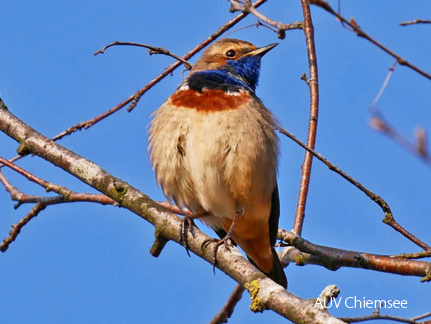 Blaukehlchen