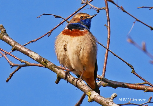 Blaukehlchen