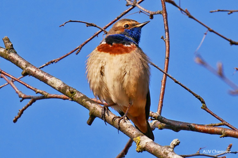 Blaukehlchen
Mit einem Klick! zur Fotogeschichte mit weiteren Bildern
Irschener Winkel / 4. April 2020 / Foto: Johannes Almer
AktNatBeo-200404-ja-1_Blaukehlchen-1140pix.jpg